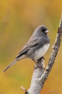 Junco ardois (Dark-eyed junco)