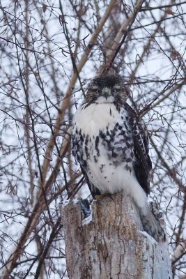 Buse  queue rousse (Red-tailed hawk)