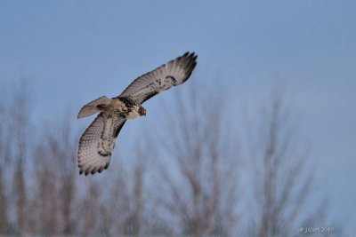 Buse  queue rousse (Red-tailed hawk)