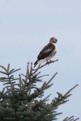 Buse à queue rousse (Red-tailed hawk)