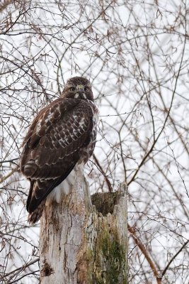 Buse à queue rousse (Red-tailed hawk)