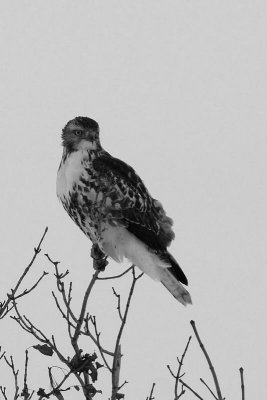 Buse  queue rousse (Red-tailed hawk)