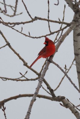 Cardinal rouge (Cardinal)