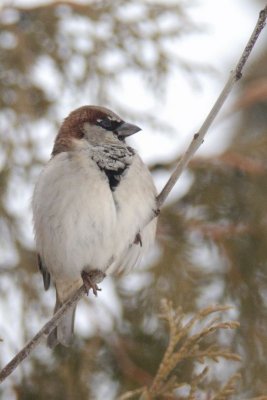 Moineau domestique (House sparrow)