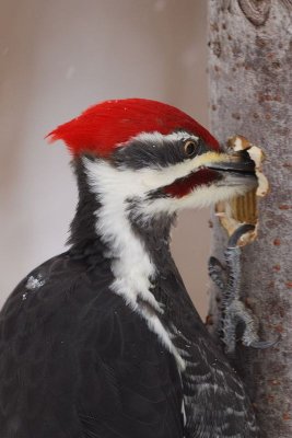 Grand Pic (Pileated woodpecker)