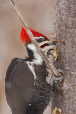 Grand Pic male (Pileated woodpecker)