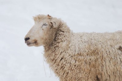 Mouton (Sheep)
