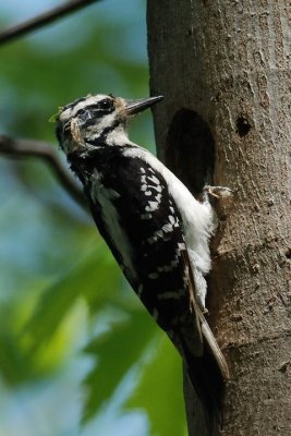Pic Chevelu (Hairy woodpecker)