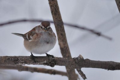Bruant hudsonien (American tree sparrow)