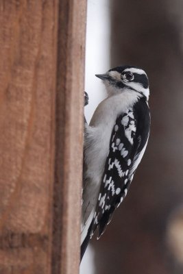 Pic Mineur (Downy woodpecker)