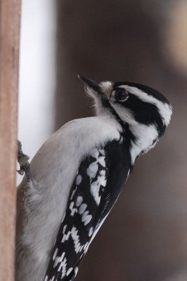 Pic Mineur (Downy woodpecker)