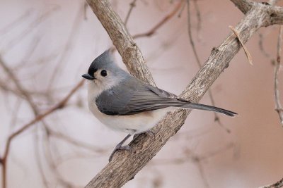 Msange bicolore (Tufted titmouse)