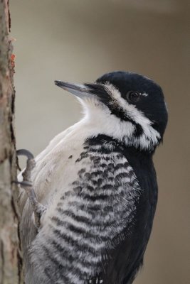 Pic à dos noir (Black-backed woodpecker)