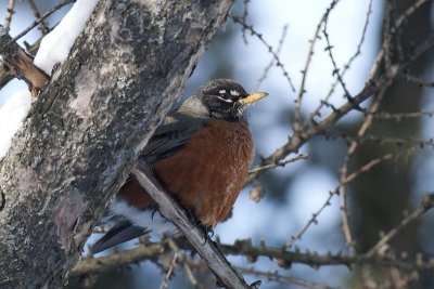 Merle d'Amérique (American robin)