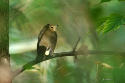 Grive  dos olive (Swainson thrush)