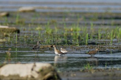 Bécasseau à échasse (Stilt sandpiper)