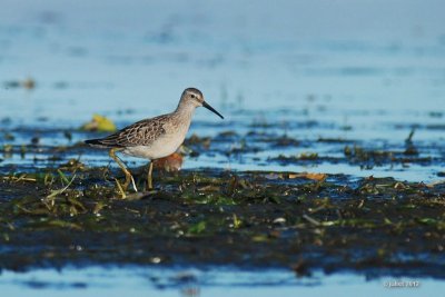 Bécasseau à échasses (Stilt sandpiper)