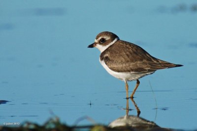 Pluvier semi-palm (Semipalmated plover)