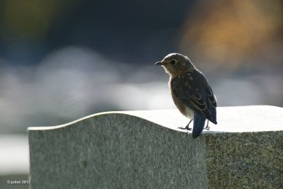 Merle bleu (Eastern bluebird)