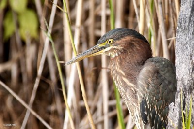 Hron vert (Green heron)