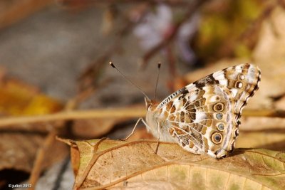 La Belle dame (Painted Lady)-Vanessa cardui