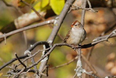 Bruant  couronne blanche (White-crowned sparrow)