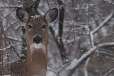 Cerf de Virginie (White-tailed deer)