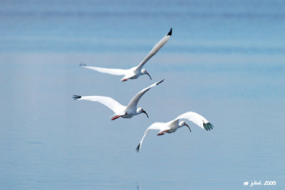 Ibis blanc (White Ibis)