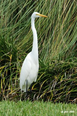 Grande aigrette (Great egret)