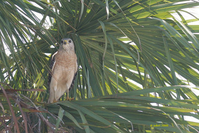 Buse  paulettes (Red-shouldered hawk)