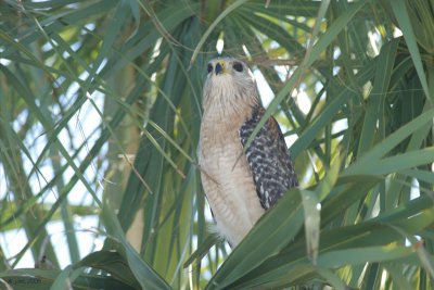 Buse à épaulettes (Red-shouldered hawk)