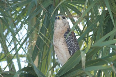 Buse  paulettes (Red-shouldered hawk)