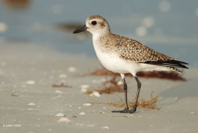 Pluvier argent, plumage hiver (Black-bellied plover)