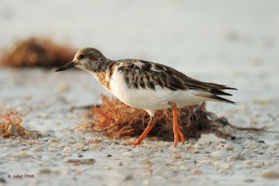 Tournepierre à collier, plumage hiver (Ruddy turnstone)