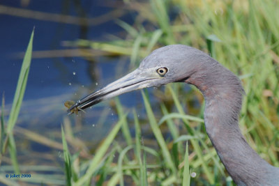 Aigrette bleue (Little blue heron)