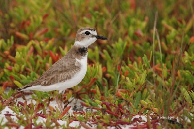 Pluvier de Wilson (Wilson's plover)