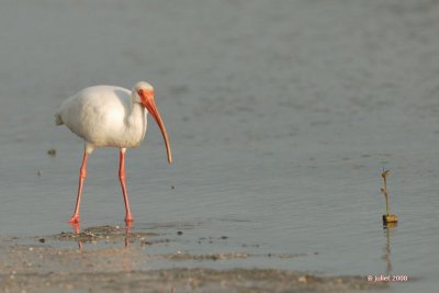 Ibis blanc (White Ibis)