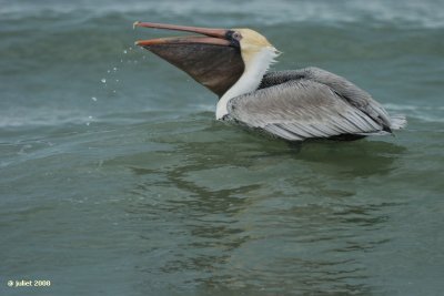 Pelican brun (Brown pelican)
