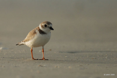 Pluvier siffleur (Piping plover)