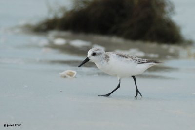 Bcasseau sanderling (Sanderling)