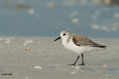 Bcasseau sanderling (Sanderling)