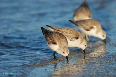 Bcasseau sanderling (Sanderling)