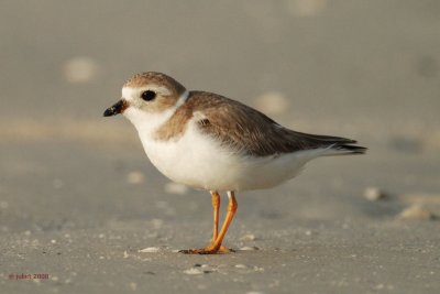 Pluvier siffleur (Piping plover)