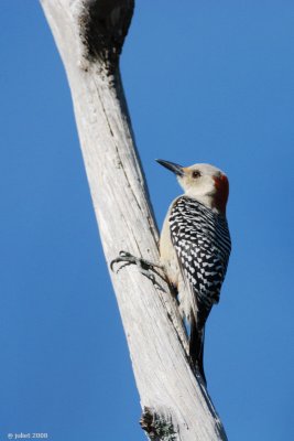 Pic  ventre roux (Red-bellied woodpecker)