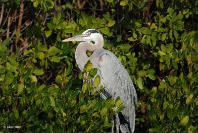 Grand hron dans les paltuviers (Great blue heron in the mangroves)