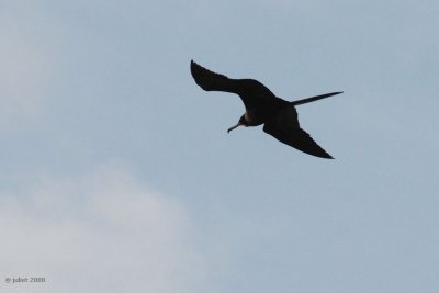 Frgate (Frigatebird)