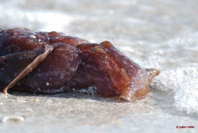 Limace de mer (Sea slug)