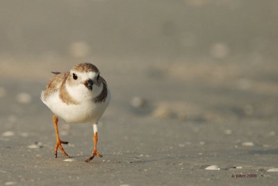 Pluvier siffleur (Piping plover)