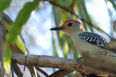 Pic  ventre roux, male  (Red-bellied woodpecker)