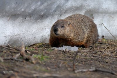 Marmotte (groundhog)